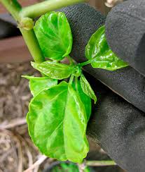 Image result for Colubrina asiatica