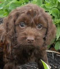Located in nelsonville, oh, this breeder has puppies for purchase on a consistent basis. Cockapoo Puppies For Sale Canton Oh 135230 Petzlover