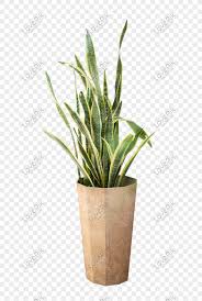 Maybe you would like to learn more about one of these? Pianta Un Vaso Da Fiori Verde Png Immagine Gratis Grafica Download Su Lovepik 401350528