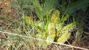 Image result for Elephantorrhiza elephantina