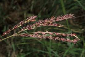 Image result for Alloteropsis