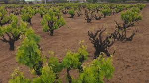 Image result for graft grape vines