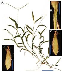 Image result for Digitaria abyssinica