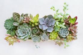 Learn more about the indoor plants in london & buy online from patch. Which Succulents Can Be Planted Together In An Arrangement Succulents Box