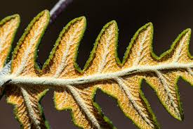 Image result for Aleuritopteris