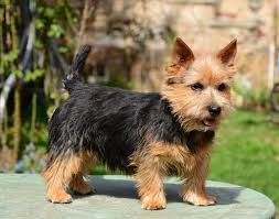 Australian kelpie and red heeler cross.his parents are both working on beef cattle operations. Australian Terrier Puppies For Sale Near Me Australian Terrier Puppies Australian Terrier Norwich Terrier