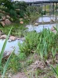 Image result for Lipocarpha chinensis