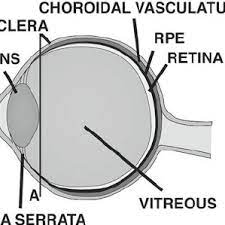 Anatomy of human eye, vector illustration (for basic medical education, for clinics & schools) illustration of eye anatomy with label on isolated background. Diagram Of The Human Eye During Dissection A Scalpel Is Used To Make Download Scientific Diagram