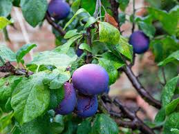 4dr sdn 3.2l auto model code: How To Grow Plums Damsons And Gages Lovethegarden