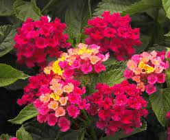 Pbln Mixed Lantana Seeds A Neon Rainbow Lantana Camara Beautiful Flowers Garden Lantana Plant