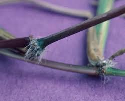 Image result for Paspalum conjugatum