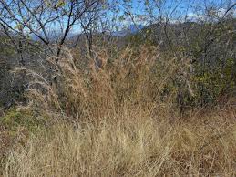 Image result for Hyperthelia dissoluta