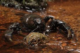 Asta is over seven metres in length, with piercing eyes, ten moving limbs and a vibrant blue shell. Giant Freshwater Crayfish Tas Wilderness Society