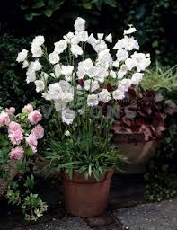 Pin On Plant Cultivars Summer Perenniels