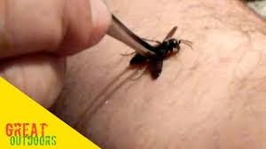 Wasps are rarely more dangerous than bees and will generally leave humans alone if the latter leave them be as well. The Great Black Wasp Sting Test Youtube