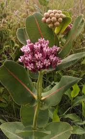 Image result for Asclepias schumanniana