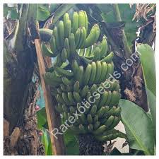 Image result for Musa paradisiaca