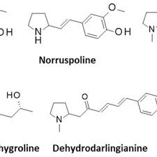 Image result for Ruspolia australis