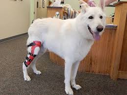 Acl Dog Brace Dog Cruciate Brace Dog Knee Braces Dog Knee Support Dog Braces Torn Acl In Dogs Dog Leg