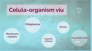 For life all cells have basic needs. Celula Organism Viu By Cristina Adochite On Prezi Next