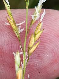 Image result for Cyphia lasiandra