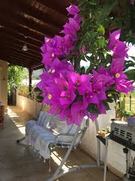 Kopegime Bakamiyorum Nereye Verebilirim