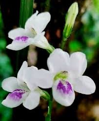 Image result for Asystasia malawiana