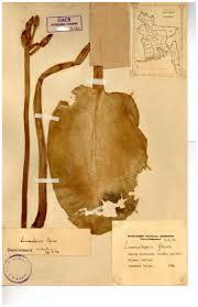 Image result for Limnocharitaceae