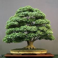 The jade plant, dwarf jade, gardenia, camellia, weeping fig, dragon plant, hawaiian umbrella tree and. Bonsai Plant At Rs 1000 Plant Akkarai Chennai Id 13390560662