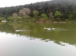 Bu sayede yeşilin huzur veren etkisinin yanında suyunda ruhunuzu dinlendiren şifa veren etkisini fazlası ile hissedeceksininiz. Aydos Ormani Goleti Samandira Mapio Net