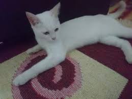 Kedi Bolu Fiyatlari Ikinci El Sifir Kiralik Ilanlar