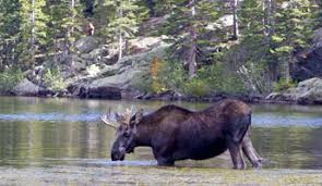 Mad moose of estes park. Moose Rocky Mountain National Park U S National Park Service