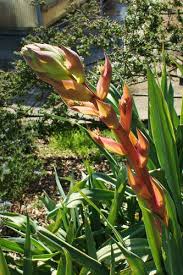 Image result for Beschorneria sp. (Biegel 5357)