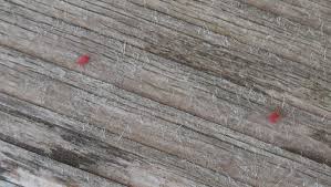 Red spider mites on concrete. The Hoosier Gardener Tiny Mites Leave Red Stains