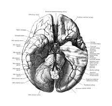Human body anatomy on black and white colors human organs kidney anatomy medical icon. Human Brain Diagram Anatomy Poster T Shirt For Sale By Vintage Anatomy Prints