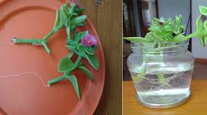 We did not find results for: Cultivo Y Cuidados De Aptenia Cordifolia Agromatica