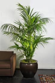 Large Kentia Palm My Favorite For Indoors Indoor Plant Pots Plant Decor Large Indoor Plants