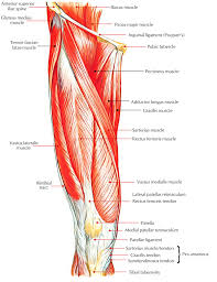 Muscle anatomy of upper thigh. Easy Notes On Muscles Of Anterior Compartment Of The Thigh Earth S Lab