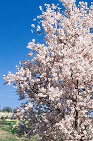 Close up spring of almond tree twigs and with butterflies, spring sunshine, toned banner. Cyprus Flowers Almond Trees Hermosos Paisajes Paisajes Parcela