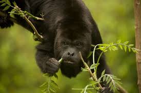 pin on ツ your favourite wildlife only animals pins