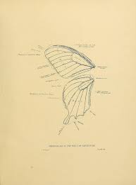 Butterfly Wing Anatomy From Biodivlibrary Via Flickr Printable Art Images Butterfly Drawing Printable Image