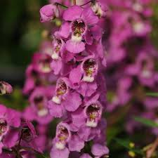Image result for Angelonia