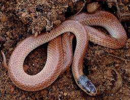 The dugite may fall victim to raptors, monitor lizards, feral and domestic cats, and other snakes (including because of the snake's size and highly toxic venom the dugite is considered to be very. Hibernating Snake