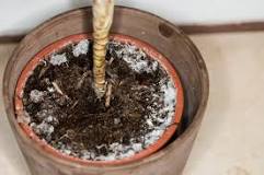 Плесень в горшке с цветами: что делать? 4 способа обработки