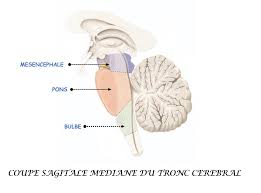 TRONC CEREBRAL