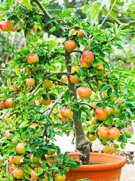 Additionally, you have to expose the plant to just the right amount of sunlight. 15 Container Gardening Fruit With Incredible Flavor Easy To Grow