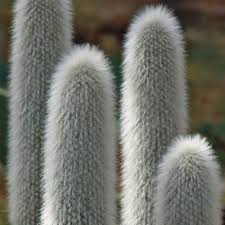 Image result for Cephalocereus