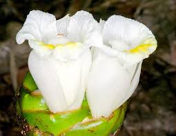 Image result for Costus afer