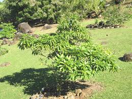 Image result for Rauvolfia mannii