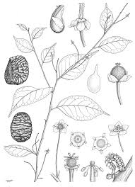 Image result for Andrachne ovalis